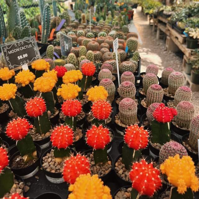 Get Ready for Spring in Austin & Shop for Plants at These Local Nurseries