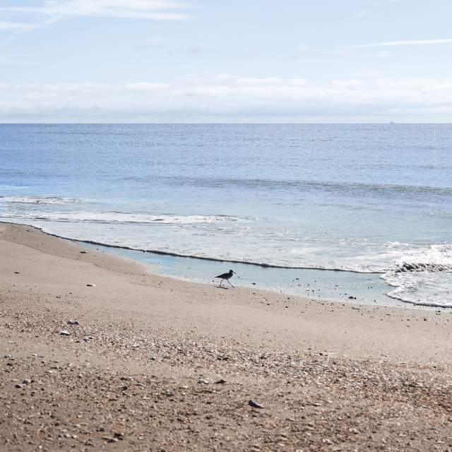 Gulf Beach