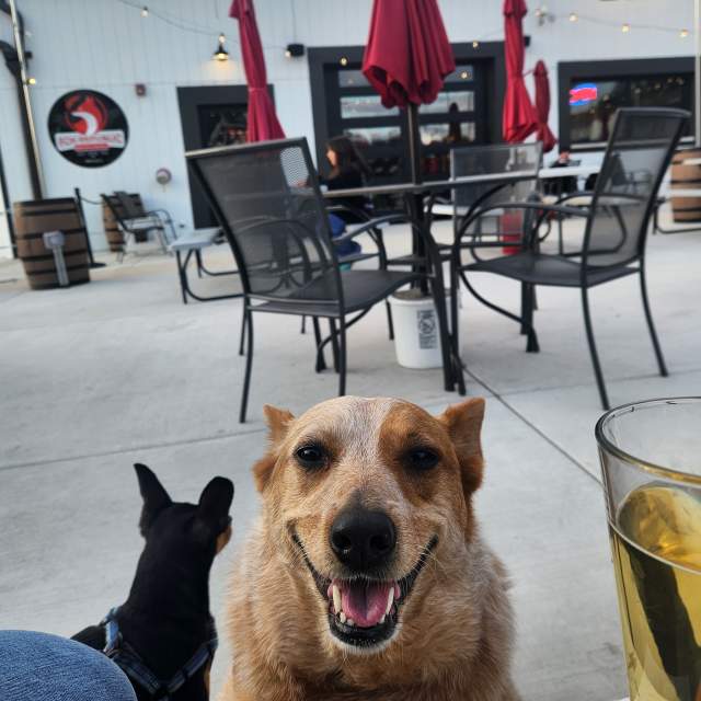Dogs on Patio at Fox Republic Brewing
