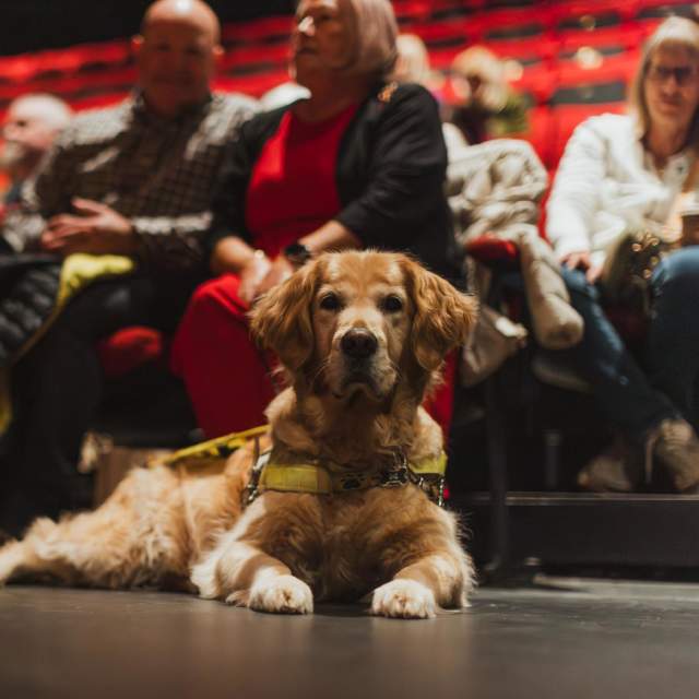 A guide dog sits on the floor of Hull Truck Theatre auditorium, whilst several people are sat in the red seating bank behind.