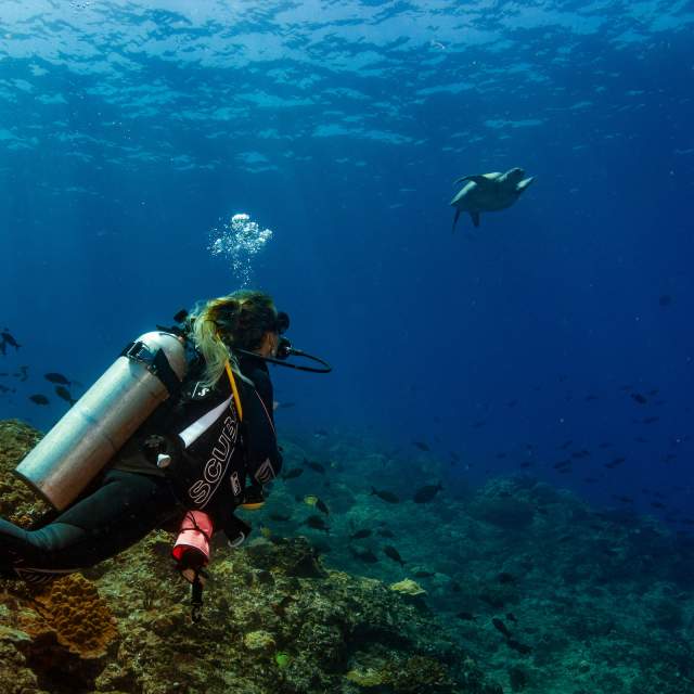 Buceo con tortugas en la Isla Coiba, Panamá.