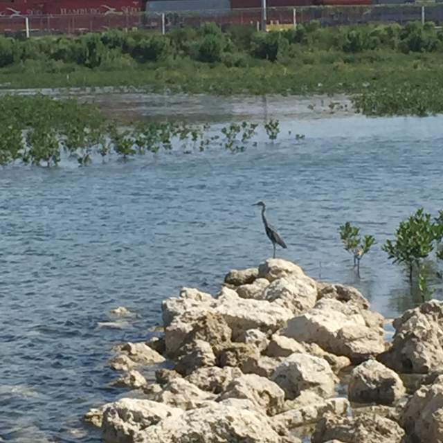 bird in mangroves