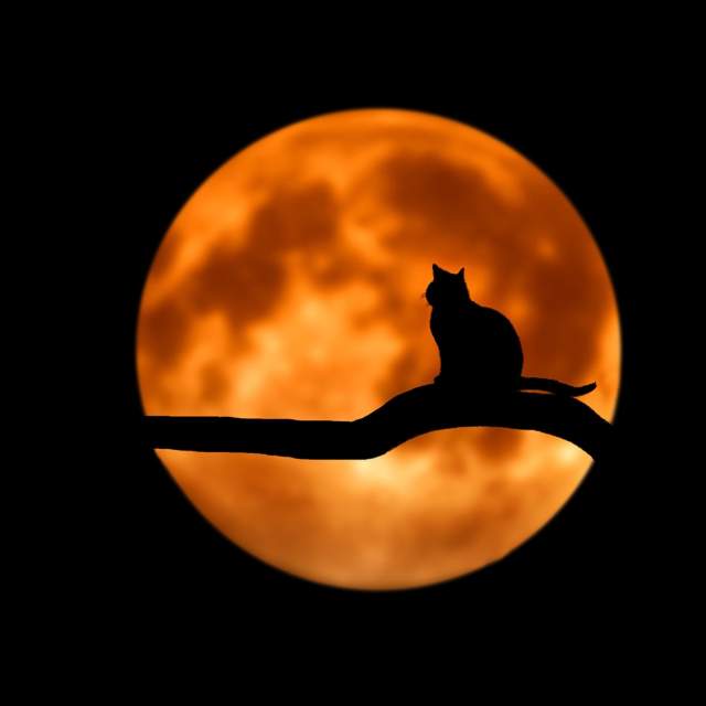 Cat in a Tree with Moon