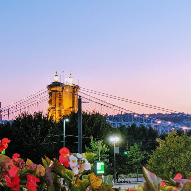 The Covington, Ky. skyline with the Roebling bridge and flowers in the foreground