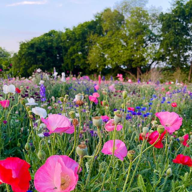 Gray Branch Road Parkland - field full of pink, purple and white flowers