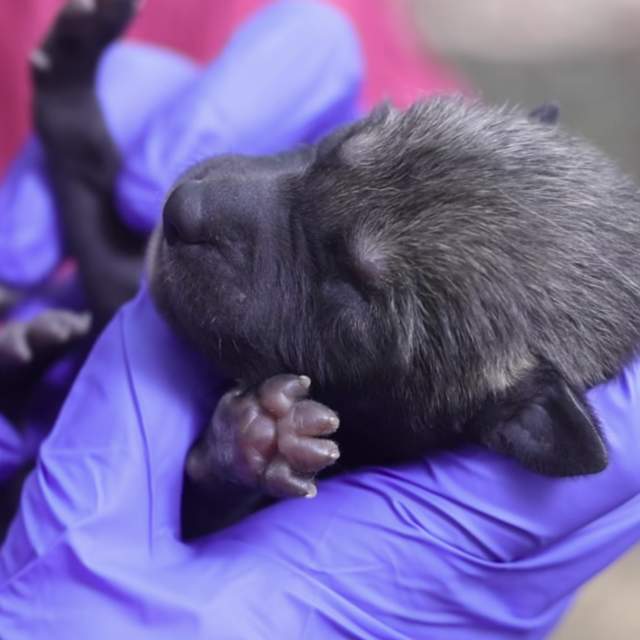 Red Wolf Pup at Knoxville Zoo