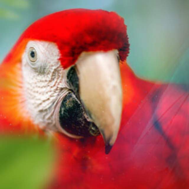 Zoo Knoxville Macaw