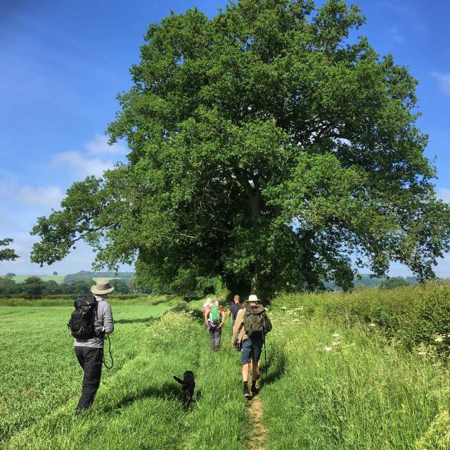 A group of people on an organised tour walk along the edge of a field, bordered with wildflowers, towards some large trees