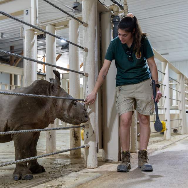 Zoo keeper with a baby rhino at Rolling Hills Zoo in Salina, Kansas
