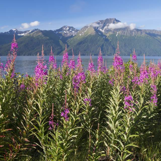 The Chugach Mountains | Visit Anchorage