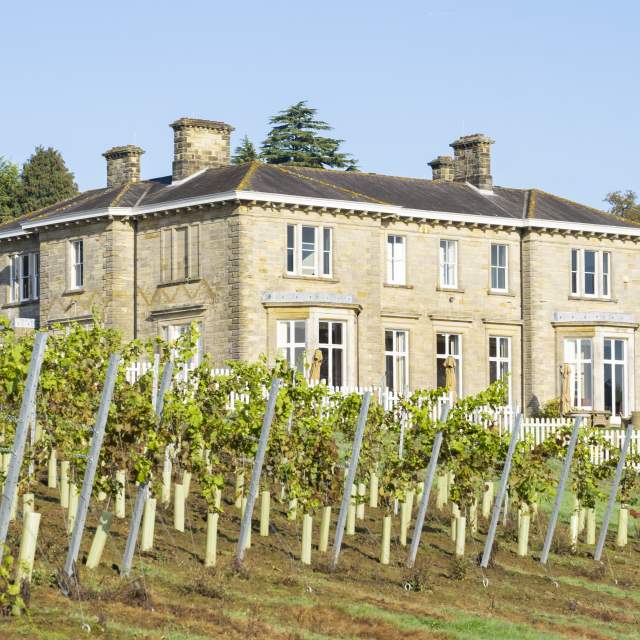 Rows of vines in front of a grand house at Leonardslee Gardens and Vineyard