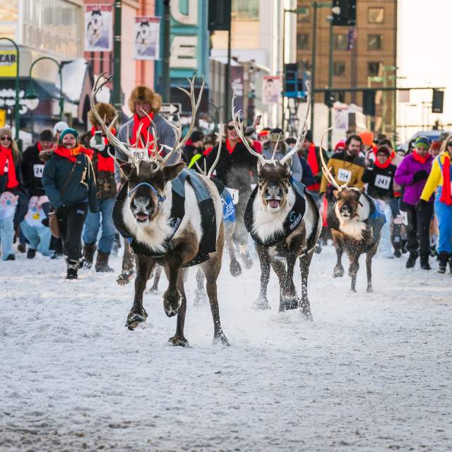 Running of the Reindeer event in downtown Anchorage