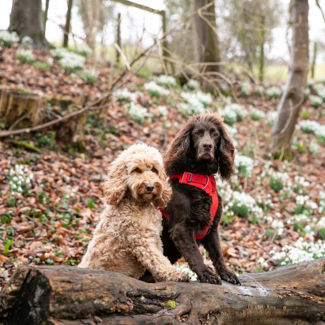 Two dogs with their front paws up on a fallen tree with snowdrops on the ground behind