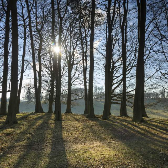 Trees in Petworth Park