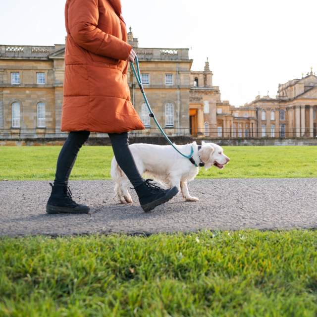 Woman and dog walking in front of Blenheim Palace