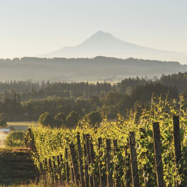 Willamette Valley Wineries Association photo