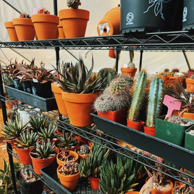 Meet the Cactus Queen of Dallas and Her Stunning Shop in the Cedars