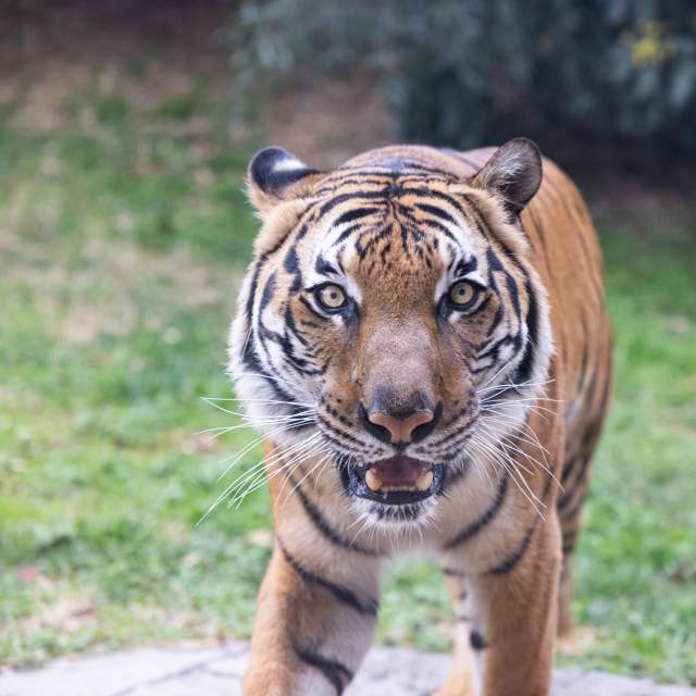 Jango Tiger Zoo