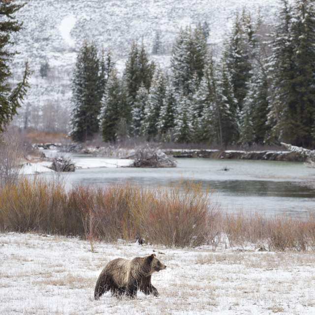 Wildlife Watching Winter