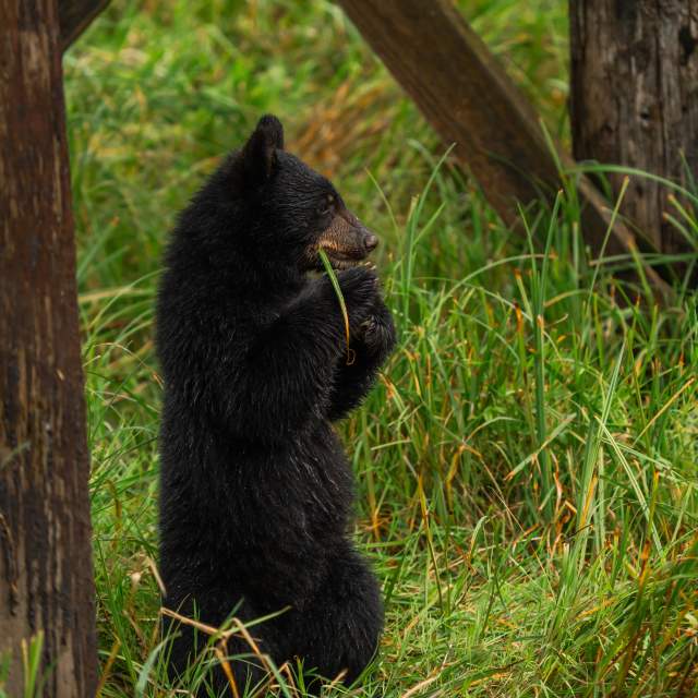 Bear Cub 2025 - 2