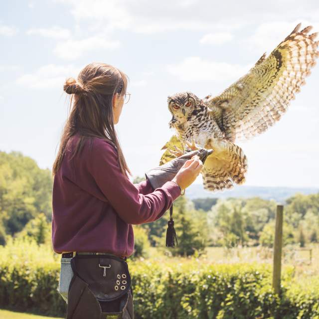 An owl landing on a handler's arm at Cotswold Falconry Centre