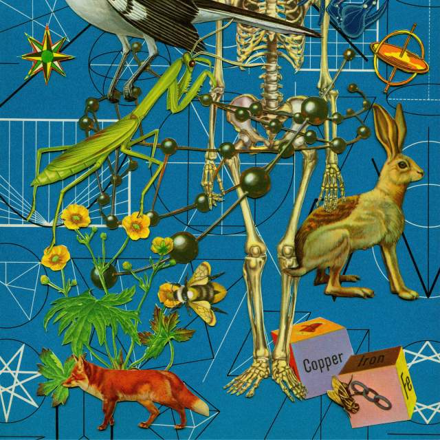 Anne Lemanski Blue Go-Go: Skeleton