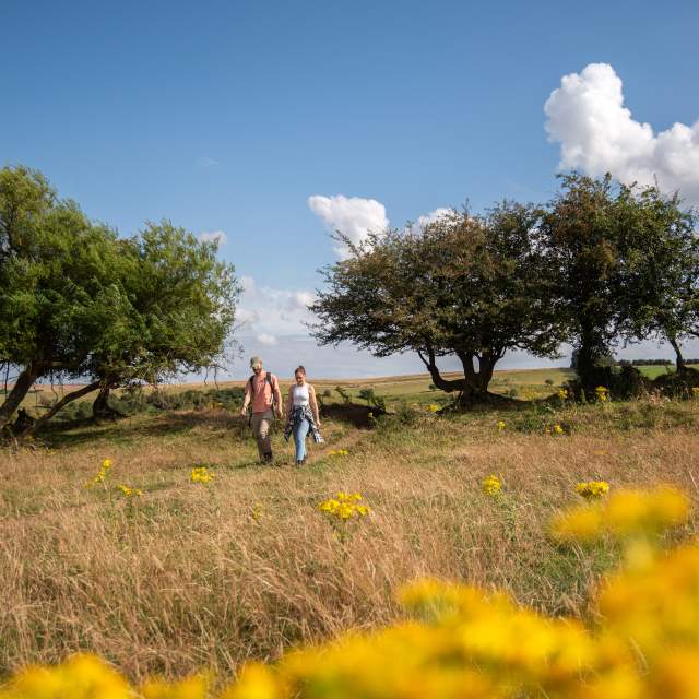 A couple walking through the Lincolnshire Wolds, with flowers in the forefront and blue skies overhead.