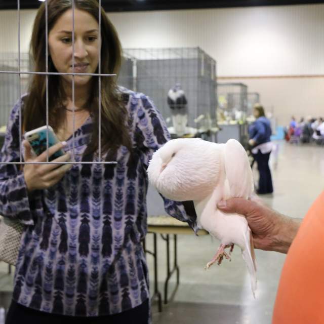woman petting show pigeon (beautiful white pigeon with white feathers)