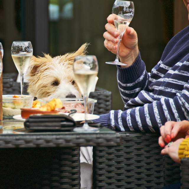 Table of wine and food with Dog in the background at Tinwood, Sussex