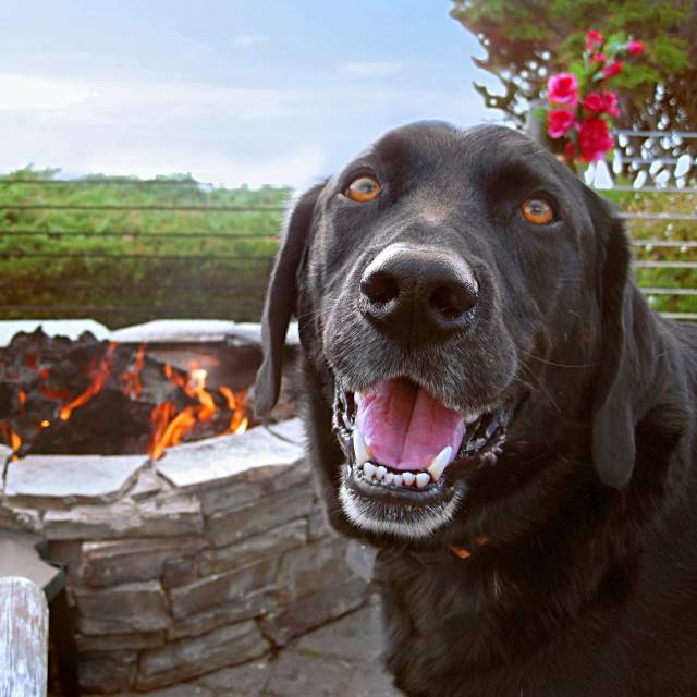 Dog at Moss Beach Distillery