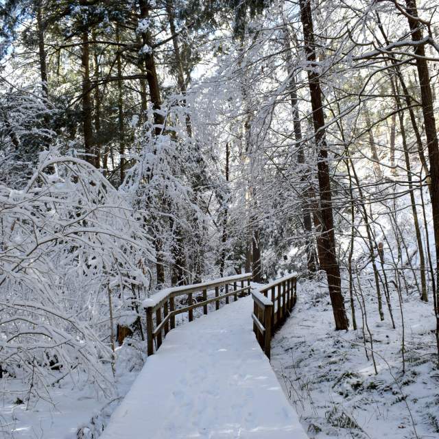 Snow covered boardwalk on a hiking trail