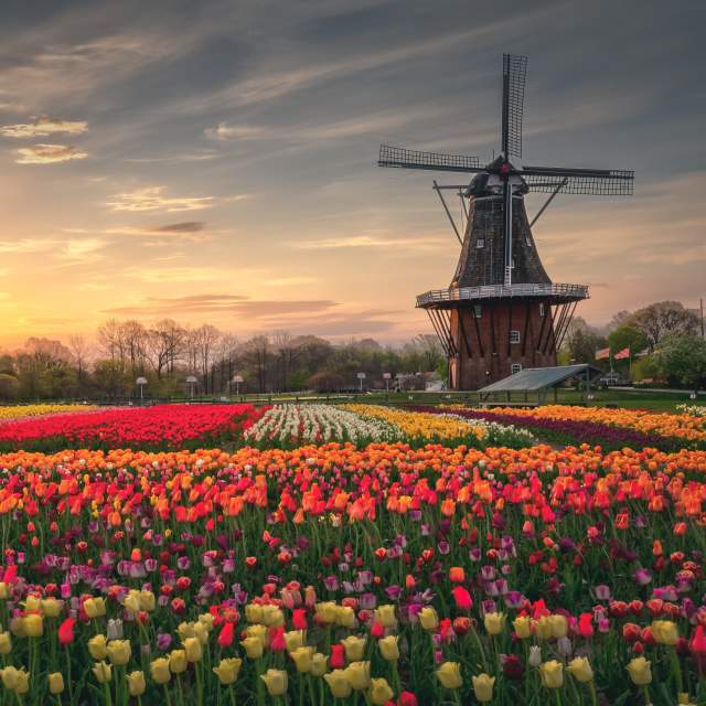 Tulips_AbhishekChandra