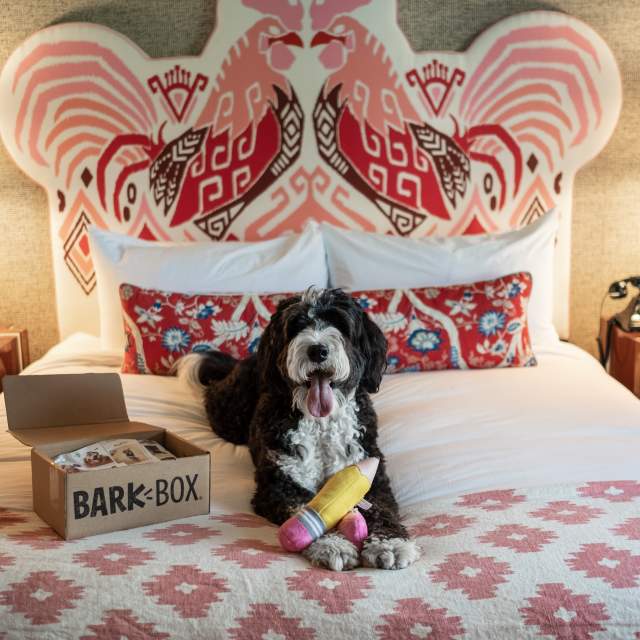 Bernedoodle Sally poses at the dog-friendly Graduate Columbia hotel for Influencer owner duo, the Traveling Newlyweds.