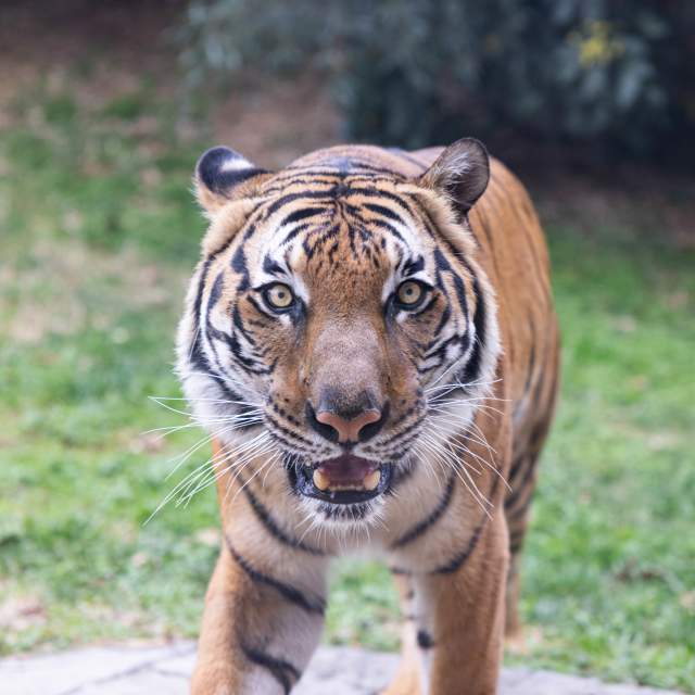 Jango Tiger Zoo