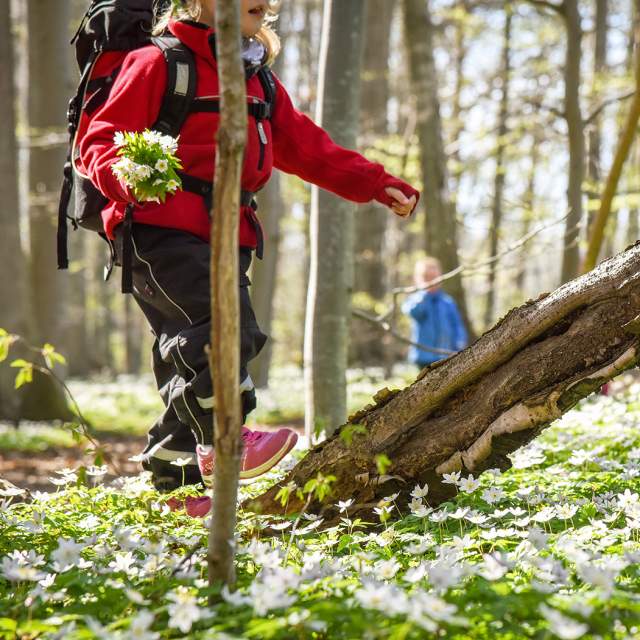 Dame som går tur i hvitveis i Albyskogen