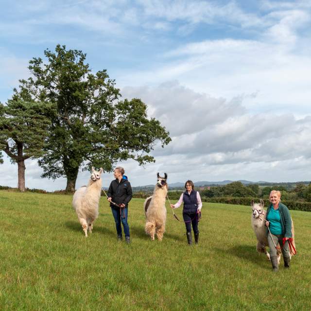 A group of people are leading llamas on a walk across a field
