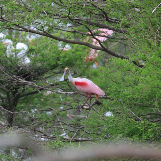 Roseate Spoonbill Birding