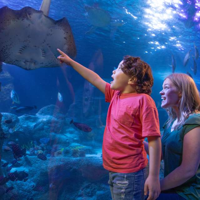 Sea Life Grapevine