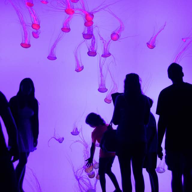 Toronto Attraction