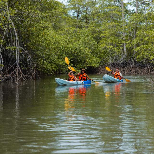 Tourists kayaking through mangroves on Veraguas’ Pacific Coast, Panama