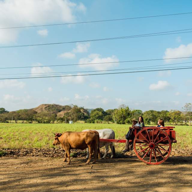 group of tourists in a cart pulled by cows in Hacienda San Isidro