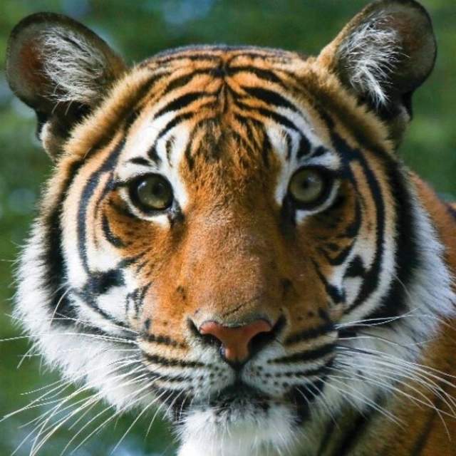 knoxville zoo tiger
