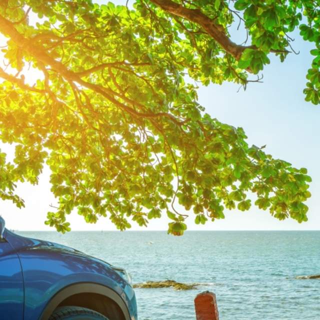 car by tree and beach