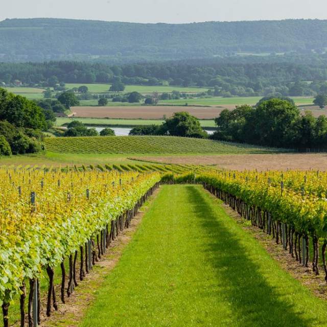 Two rows of vines looking down to rolling hills and countryside at Roebuck Estate, Sussex