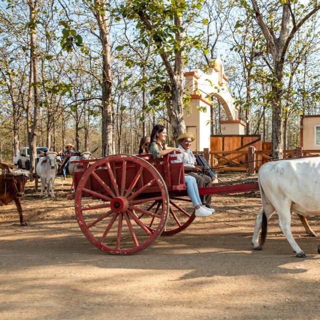 Traditional ox cart ride in Herrera, Panama – a rural cultural experience