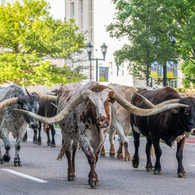 Longhorns in Downtown Amarillo during the Amarillo Cattle Drive