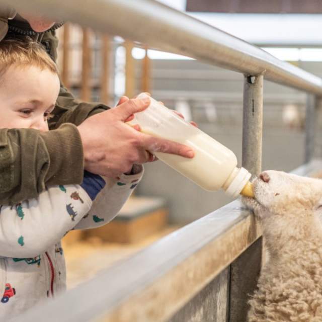A young boy being helped to bottle feed a lamb at Cotswold Farm Park
