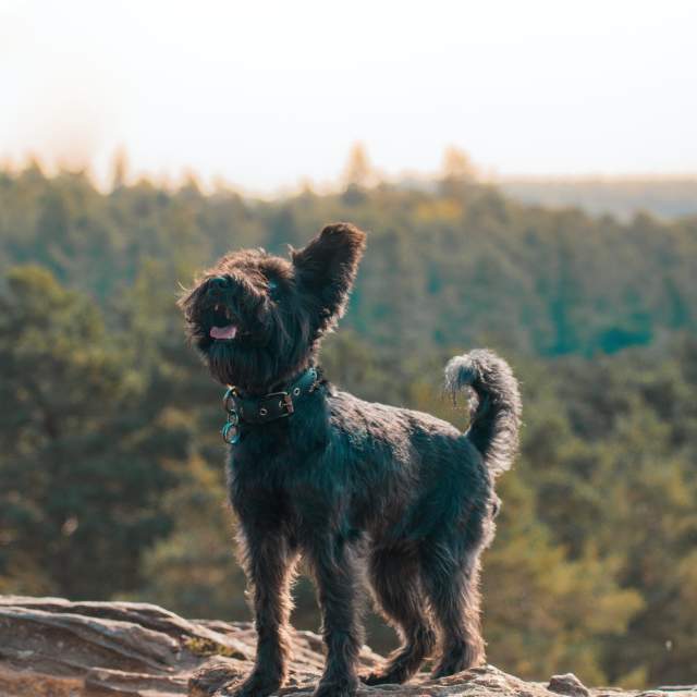 Dog on rock