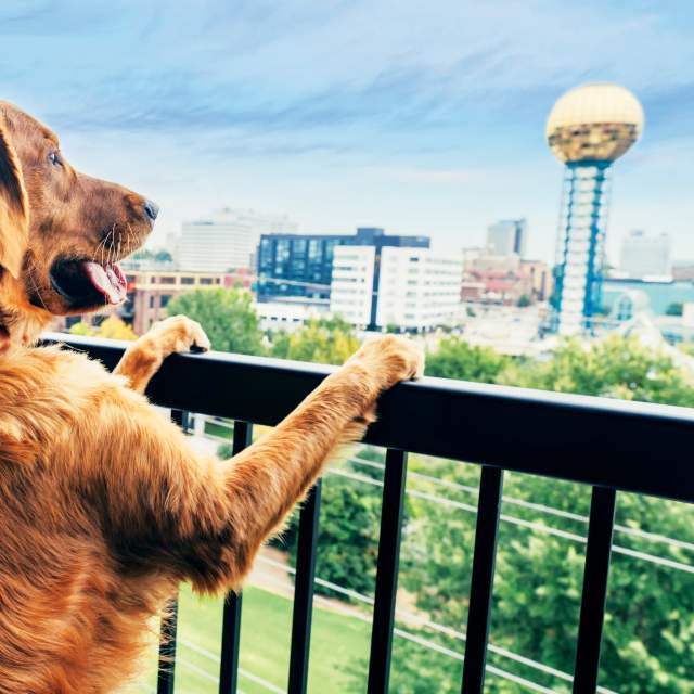 Barxville Hank the Dog