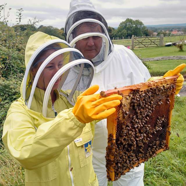 People attending to bees